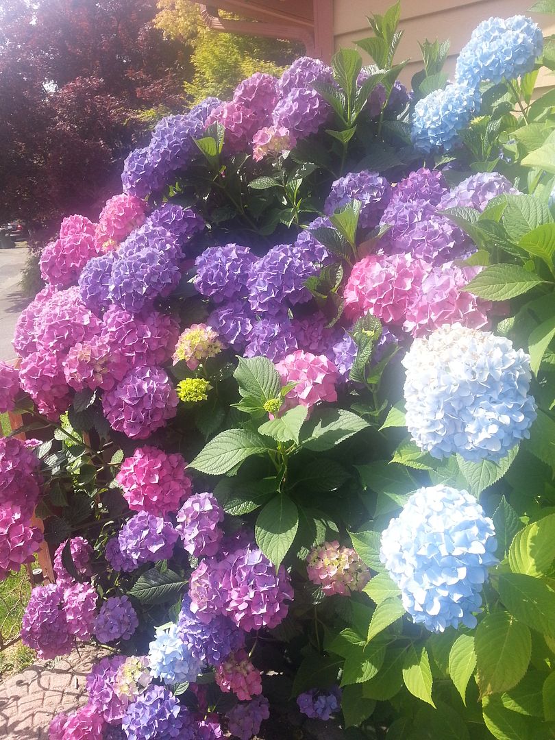  photo 20140718_103410_zpsgkd6nohm.jpg